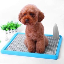 恩澤（日新）寵物日用品廠 專注品質，引領寵物日用百貨新風尚